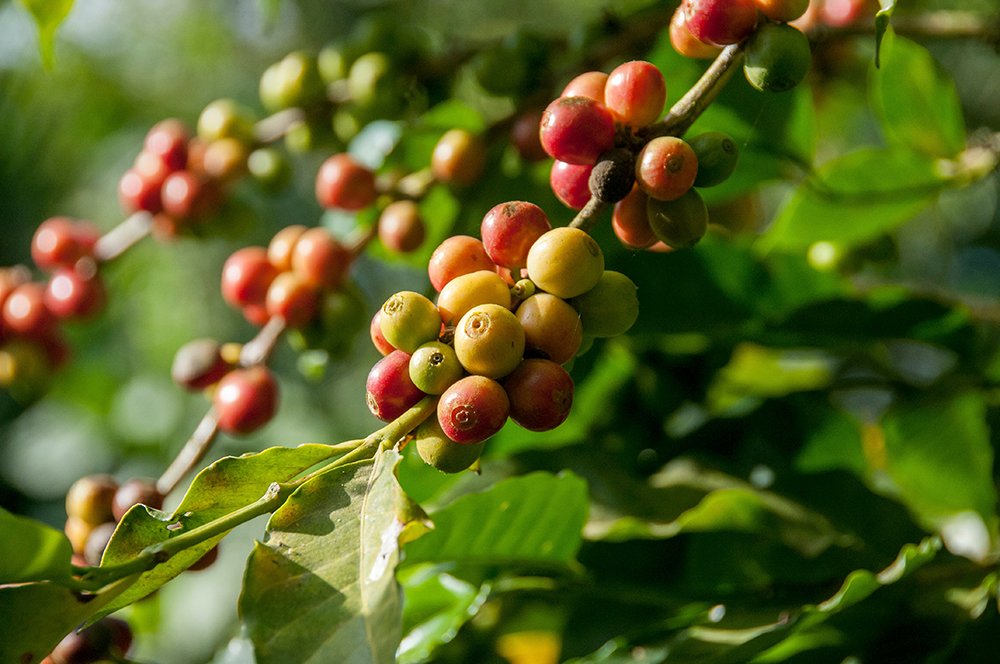Colombian Coffee: Why It is the Best in the World