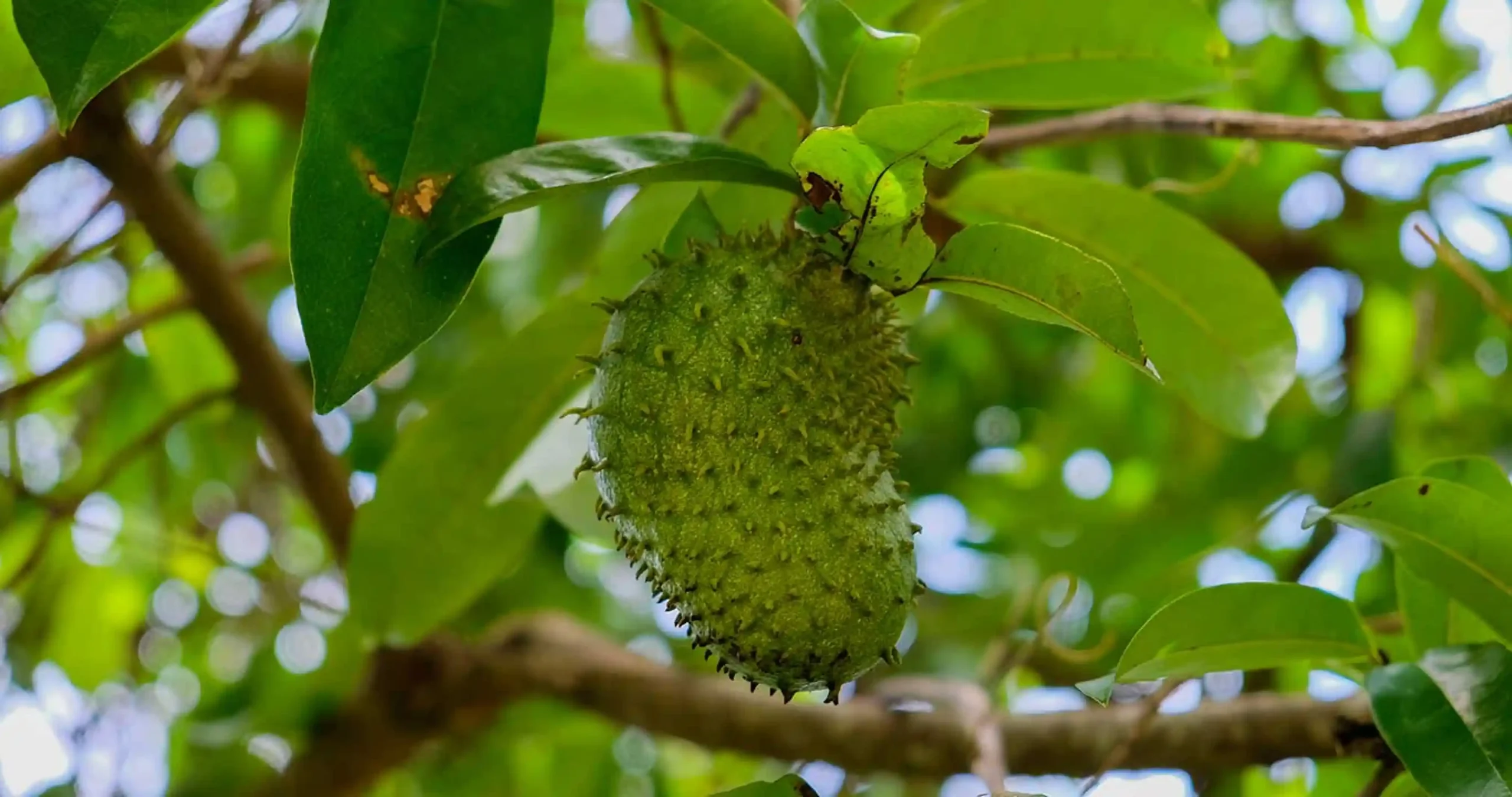 Guanabana Fruit